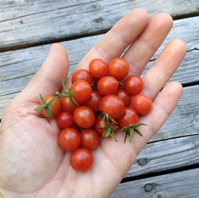 Mexico midget cherry tomato plant start — Sunny Lane Farm